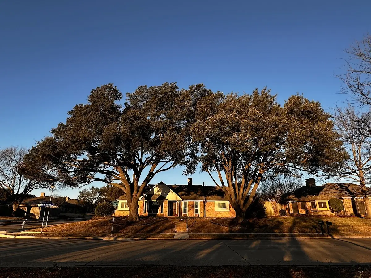 Established residential canopy tree shading a home in Sigourney